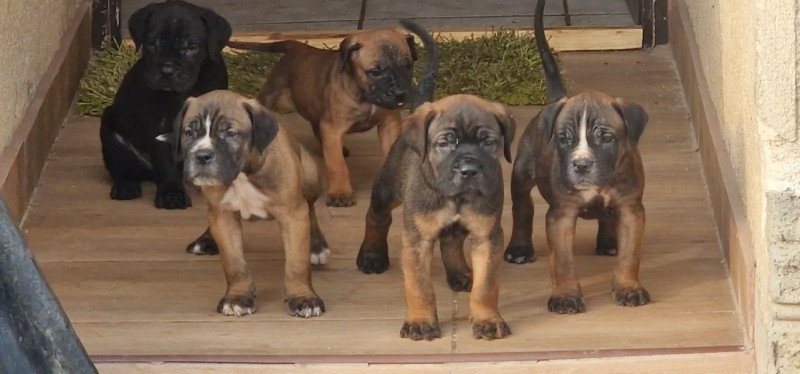 Cane corso