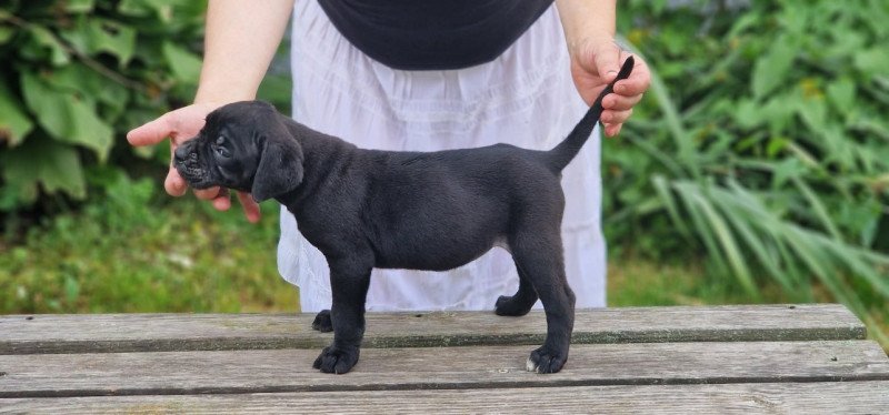 Cane corso