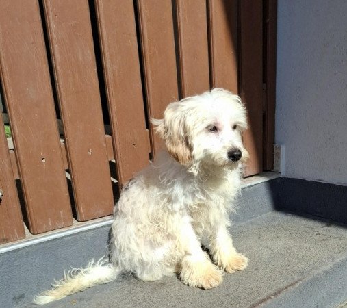 Maltipoo