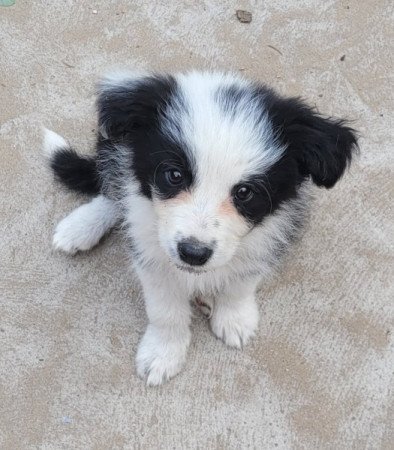 Border Collie