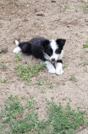 Border Collie