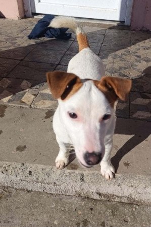 Jack Russel terrier