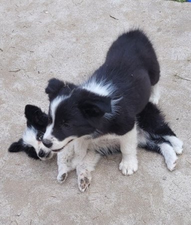 Border Collie