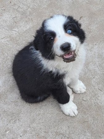 Border Collie