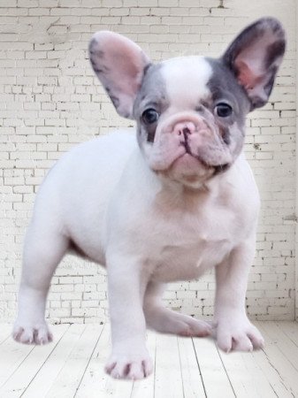 Francia Bulldog