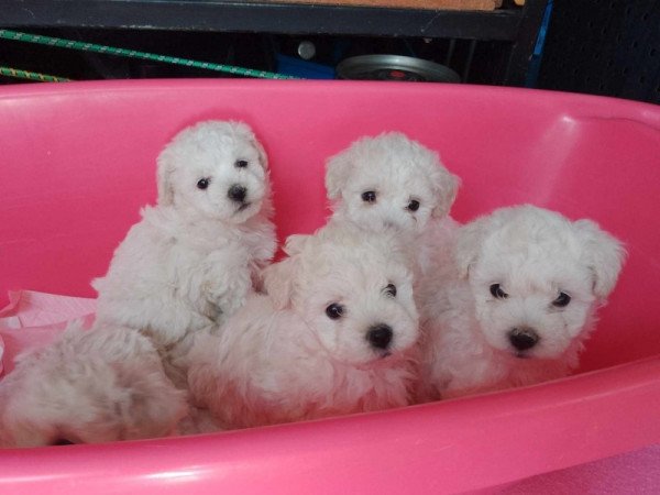 Bichon