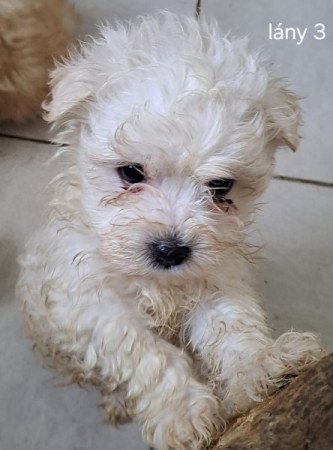 Bichon havanese
