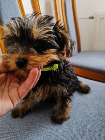 Yorkshire terrier