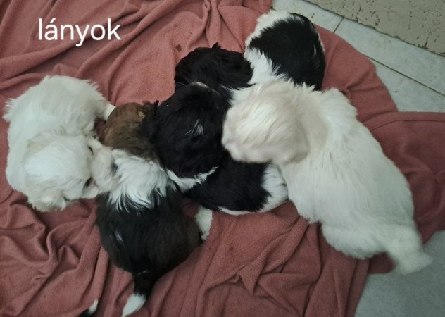 Bichon havanese
