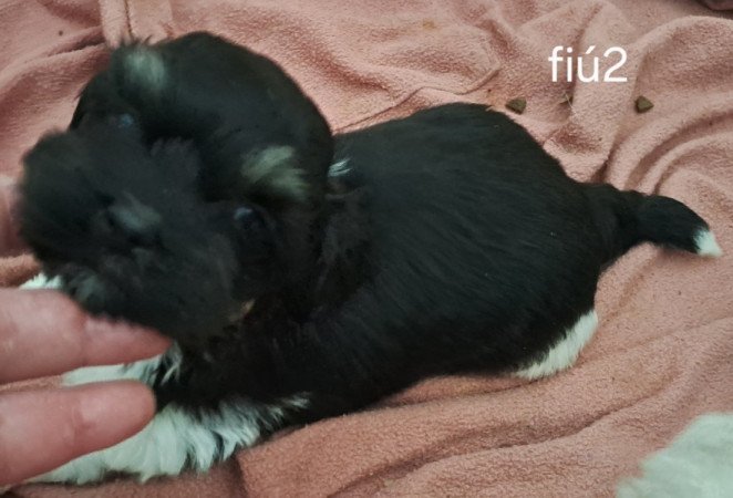 Bichon havanese