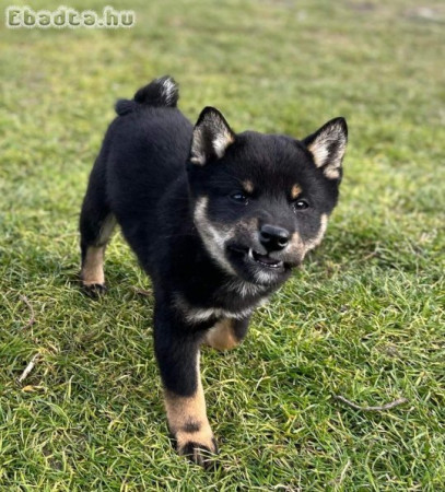 Shiba inu fiúk