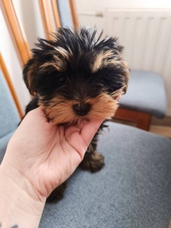Yorkshire terrier
