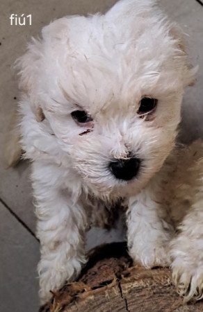 Bichon havanese