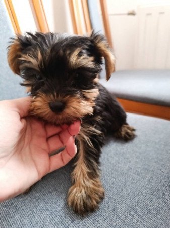 Yorkshire terrier