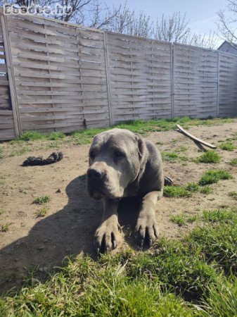 Cane corso szuka