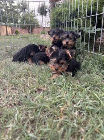 Yorkshire terrier