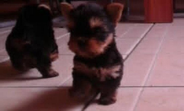 Yorkshire terrier