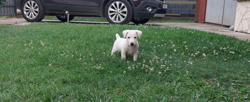 Jack Russel terrier