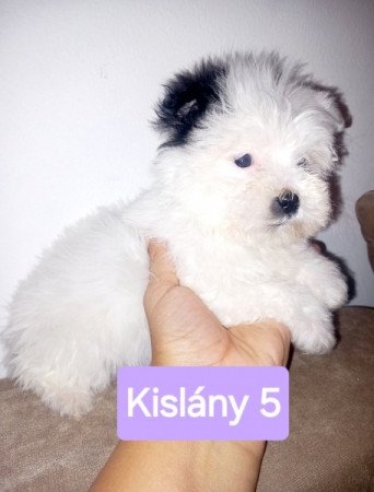 Bichon Havanese