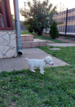 Jack Russel terrier