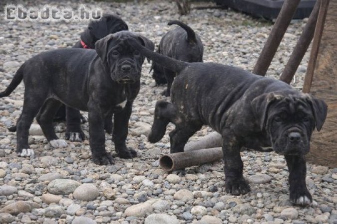 Cane Corso kölykök