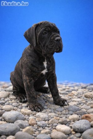 Cane Corso kölykök