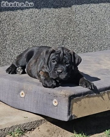 Cane Corso kölykök