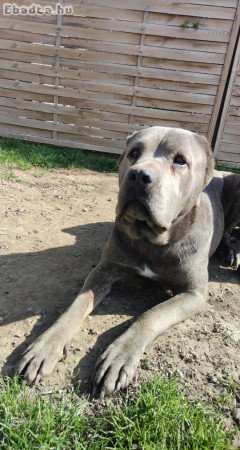 Cane corso szuka