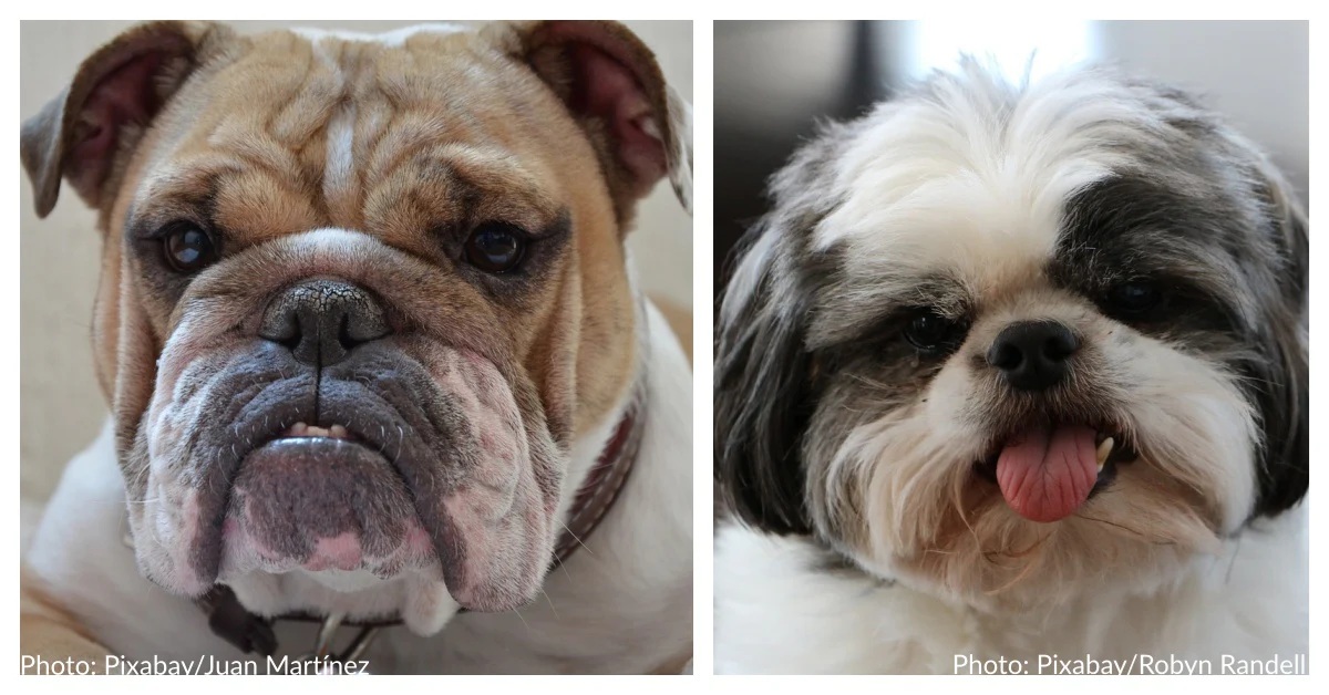 A 10 legkevésbé engedelmes kutyafajta