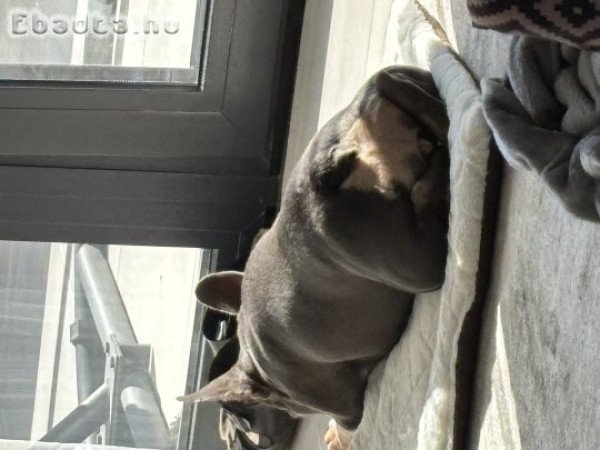 Lilly új családot keres