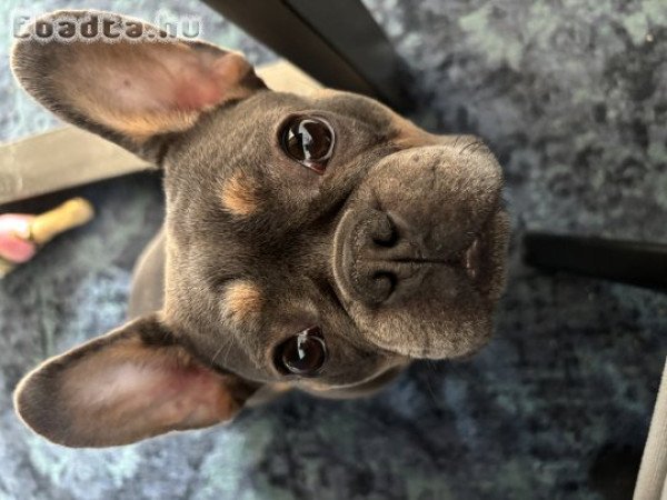 Lilly új családot keres