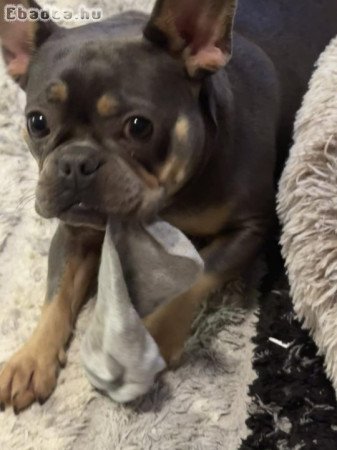 Lilly új családot keres