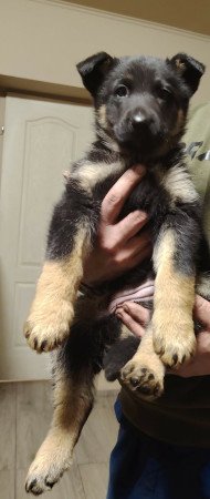 Németjuhász szuka kiskutyák