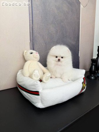 Mini Pomeranian