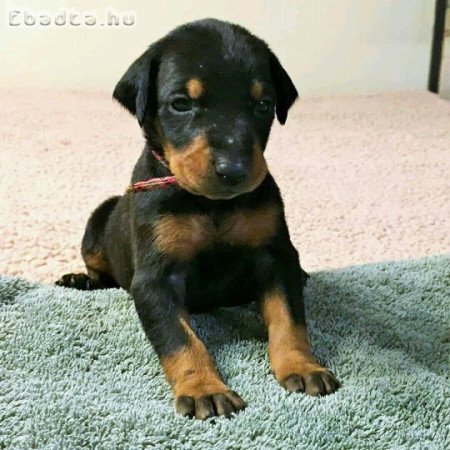 Miniature Pinscher