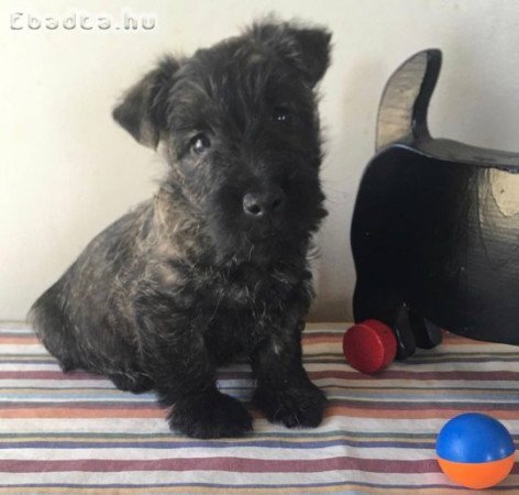 Scottish terrier