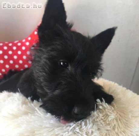 Scottish terrier