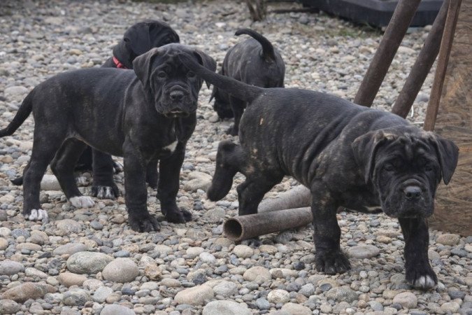 Cane Corso