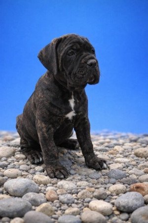 Cane Corso