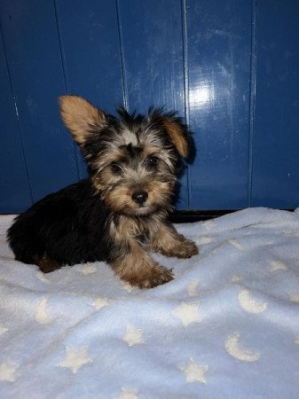 Yorkshire Terrier