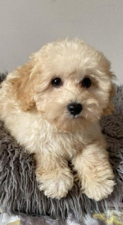 Maltipoo