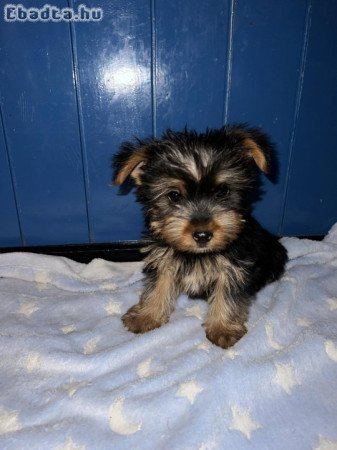 Yorkshire Terrier bébik