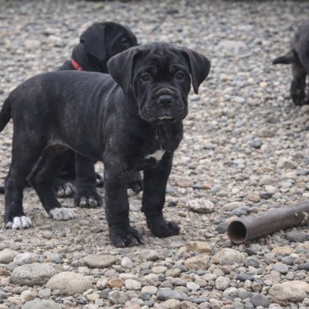 Cane Corso