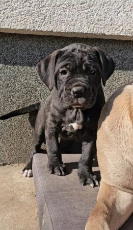 Cane Corso