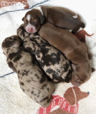 Dachshund puppies for sale and rehoming