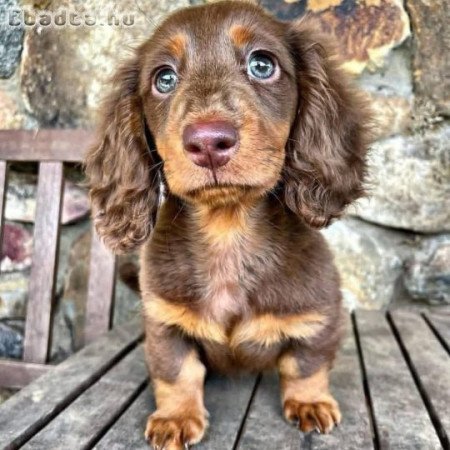 Dachshund mini size for sale healthy.