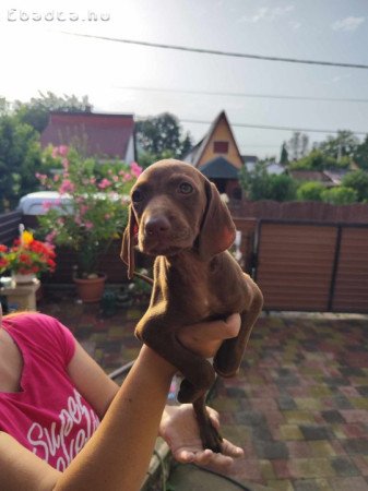 Vizsla szuka kiskutya