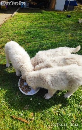 Kuvasz kölyök Pécs