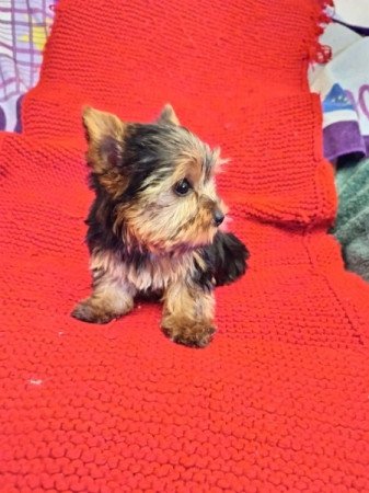 Yorkshire terrier