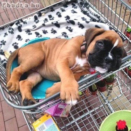 Boxer puppy